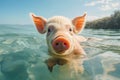 Face pig underwater. Close up