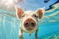 Face pig underwater. Close up