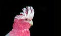 face of pink gray cockatoo bird