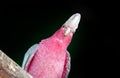 face of pink gray cockatoo bird