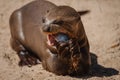 Face portrait of an adult giant otter eating fish Royalty Free Stock Photo