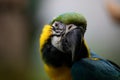 Face portrait of an adult yellow and blue macaw Royalty Free Stock Photo