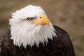 Face portrait of an American bald eagle blinking Royalty Free Stock Photo