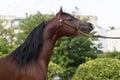 Face portrait of an arabian stallion Royalty Free Stock Photo