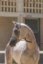 Face portrait of an arabian stallion Royalty Free Stock Photo