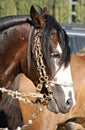 Face portrait of a beautiful bay criollo horse with traditional bridle Royalty Free Stock Photo