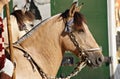 Face portrait of a beautiful buckskin criollo horse Royalty Free Stock Photo