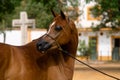 Face portrait of a chestnut Arabian mare looking back Royalty Free Stock Photo