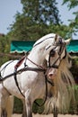 Face portrait of a beautiful spanish horse stallion with long mane