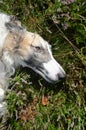 Face portrait of a borzoi`s long face resting in blooming heather Royalty Free Stock Photo