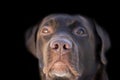 Face portrait of brown chocolate labrador retriever dog isolated on black background. Dog face close up with focus on nose. Young Royalty Free Stock Photo