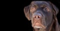 Face portrait of brown chocolate labrador retriever dog isolated on black background. Dog face close up with focus on nose. Young Royalty Free Stock Photo