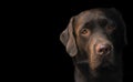 Face portrait of brown chocolate labrador retriever dog isolated on black background. Dog face close up. Young cute adorable brown Royalty Free Stock Photo