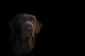 Face portrait of brown chocolate labrador retriever dog isolated on black background. Dog face close up. Young cute adorable brown Royalty Free Stock Photo