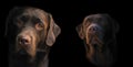 Face portrait of brown chocolate labrador retriever dog isolated on black background. Dog face close up. Young cute adorable brown Royalty Free Stock Photo