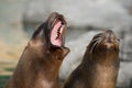 Face portrait of a california sea lion with open mouth Royalty Free Stock Photo