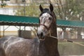 Face portrait of a champion stallion hispano arabian in Jerez