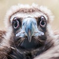 Face portrait of a Cinereous Vulture (Aegypius monachus) is also Royalty Free Stock Photo