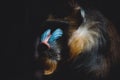 Face portrait of a colorful male mandrill in the dark Royalty Free Stock Photo