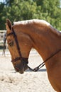 Face portrait of a palomino horse in Doma Vaquera in Spain