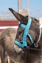 Face portrait of a cute grey donkey Royalty Free Stock Photo