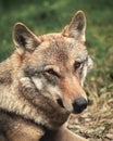 Face portrait of a european wolf Royalty Free Stock Photo