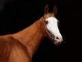 A face portrait of a grace red Quarter Horse with white stripe