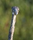 Face on portrait Great Blue Heron bird close up, Georgia USA Royalty Free Stock Photo