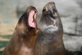 Face portrait of a california sea lion with open mouth Royalty Free Stock Photo