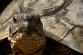 Face-On Portrait of Mediterranean Spur Thighed Tortoise