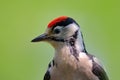 Face portrait of red cap bird. Great Spotted Woodpecker, detail close-up portrait of bird head, black and white animal, Czech Repu Royalty Free Stock Photo