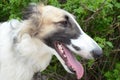 Borzoi face side portrait Royalty Free Stock Photo