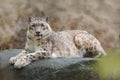 Face portrait of snow leopard with clear rock background, Hemis National Park, Kashmir, India. Wildlife scene from Asia. Detail po Royalty Free Stock Photo