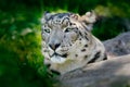 Face portrait of snow leopard with green vegation, Kashmir, India. Wildlife scene from Asia. Detail portrait of beautiful big cat Royalty Free Stock Photo