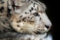 Face portrait of snow leopard with green vegation, Kashmir, India. Wildlife scene from Asia. Detail portrait of beautiful big cat Royalty Free Stock Photo