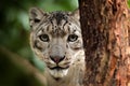 Face portrait of snow leopard with green vegation, Kashmir, India. Wildlife scene from Asia. Detail portrait of beautiful big cat Royalty Free Stock Photo