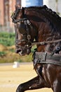 Face portrait of a spanish horse in a carriage competition Royalty Free Stock Photo