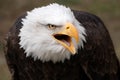 Face portrait of an American bald eagle Royalty Free Stock Photo