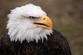 Face portrait of an American bald eagle Royalty Free Stock Photo