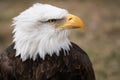 Face portrait of an American bald eagle Royalty Free Stock Photo