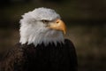 Face portrait of an American bald eagle Royalty Free Stock Photo