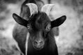 Greek Agriculture traditional animal. Face portrait of a young black white wild goat Royalty Free Stock Photo