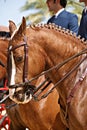 Portrait of a young horse in Doma Vaquera with four reins