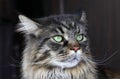 The face of a pretty male Maine Coon cat