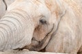 Face profile elephant Royalty Free Stock Photo