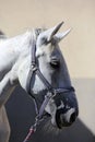 Grey horse close up portrait against gray background Royalty Free Stock Photo