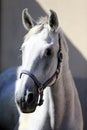 Grey horse close up portrait against gray background Royalty Free Stock Photo