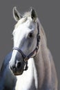 Grey horse close up portrait against gray background Royalty Free Stock Photo