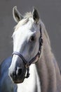 Grey horse close up portrait against gray background Royalty Free Stock Photo