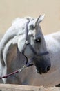 Grey horse close up portrait against gray background Royalty Free Stock Photo